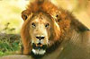 lion.jpg (3465 bytes)