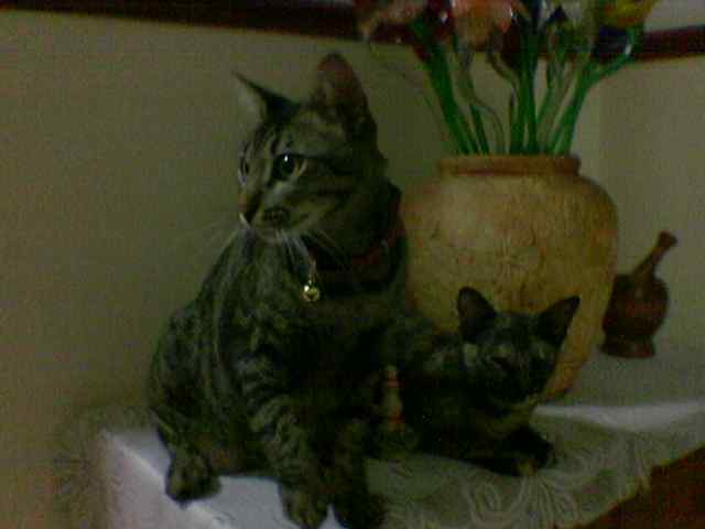 meow