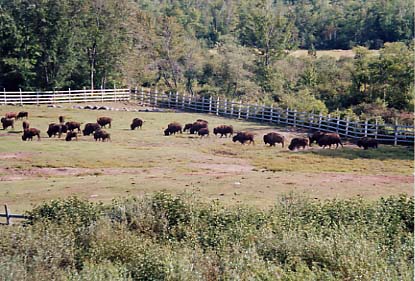 Buffalos