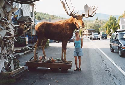 Moose