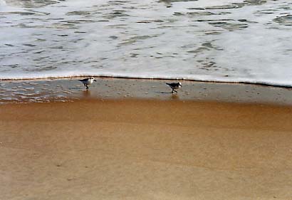 Assateague Island - Sanderlings