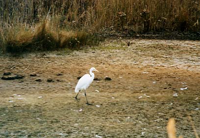 Assateague Island - Snowy Egret