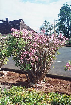 Lahaina Flower