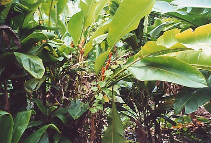 R2Hana Blue Pool Road Heliconia