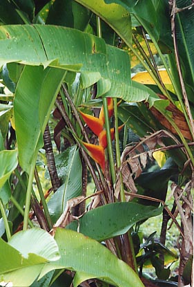 R2Hana Blue Pool Road Heliconia