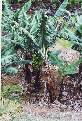 R2Hana Blue Pool Road Banana