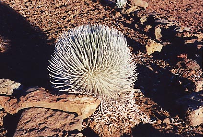 Haleakala Ahinahina