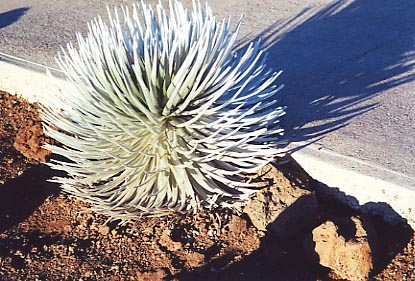 Haleakala Ahinahina
