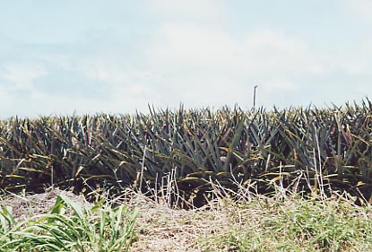 Pineapple Field