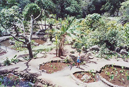 Iao Valley Taro Fields