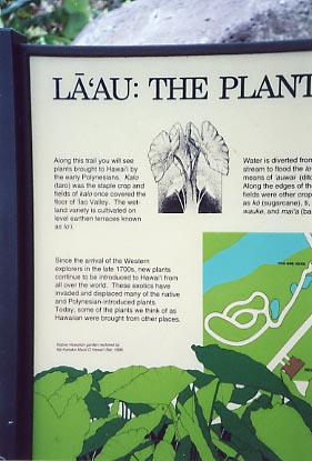 Iao Valley Taro