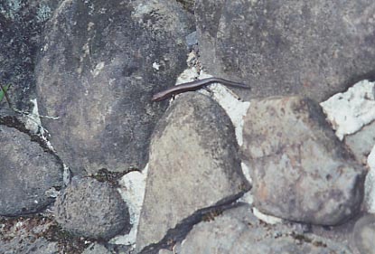 Iao Valley Gecko
