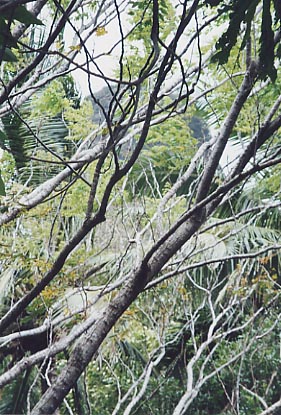 Iao Needle