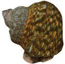 [Turbo snail]