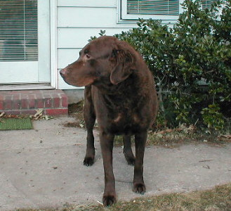 Bonnie