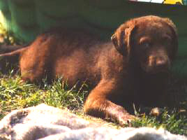 Casey
