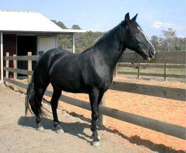 Sonny