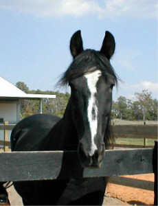Sonny