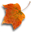 original leaf