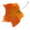 the leaf