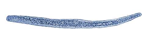 Spirostomum