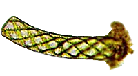 Spirogyra