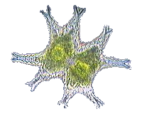 Alga Sp
