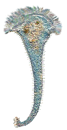 Stentor