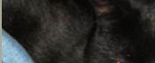 piece of Leo