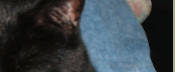 piece of Leo