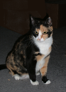 cat photo