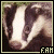 Badgers