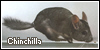 Chinchillas