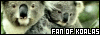 Koala Bears