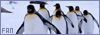 Penguins