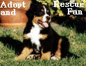 adopted and rescued dogs