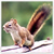 Squirrels