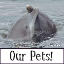 pets