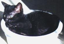 harley bowl