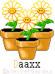 dancing daisies