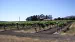 vineyard