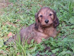 soft coated wire haired dachshund puppy