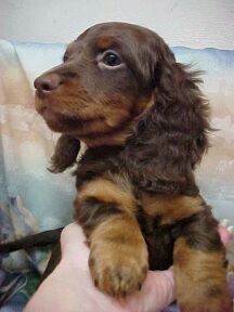 dachshund puppy