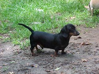 Guido 6-29-00
