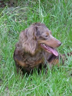 Odie on 8-16-01, profile