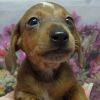 Example - smooth miniature dachshund puppy