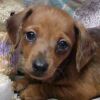 Example - red dapple miniature dachshund puppy