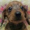 Example - red wire miniature dachshund puppy
