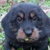 Example - wire haired dachshund puppy