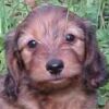 Example -soft coated wire dachshund puppy